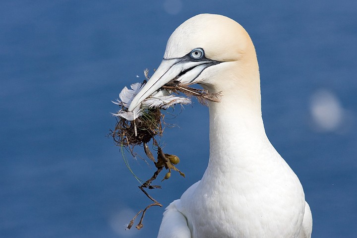 Batlpel Morus bassanus Northern Gannet